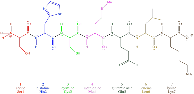 Polypeptide Amino Acids   AApolypeptide 